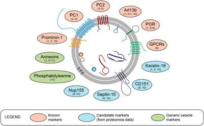 EV duty vehicles: Features and functions of ciliary extracellular vesicles